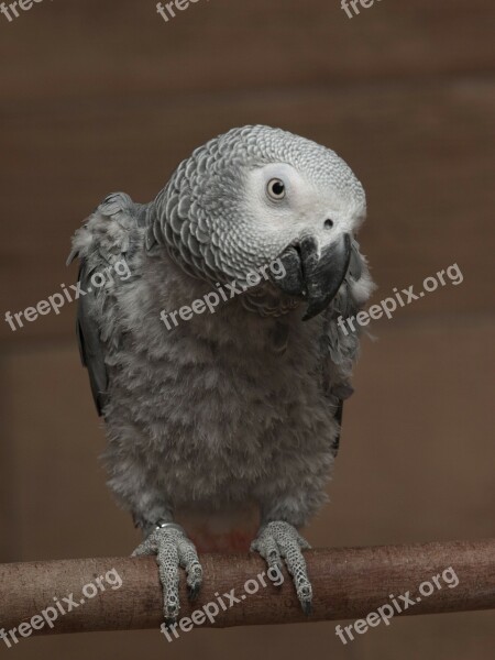 Parrot African Grey Bird Perch