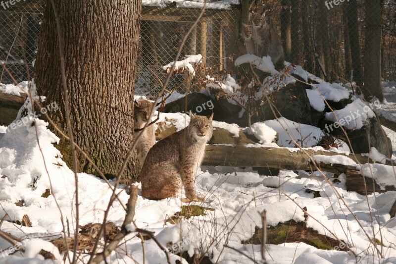 Lynx Lynx Lynx Eurasischer Lynx Cat Wildcat