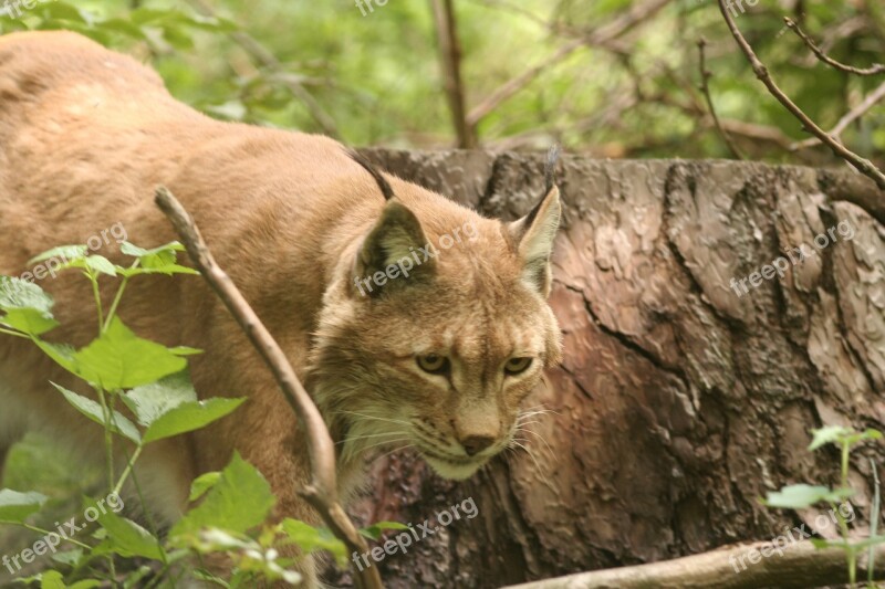 Lynx Lynx Lynx Cat Wildcat Big Cat