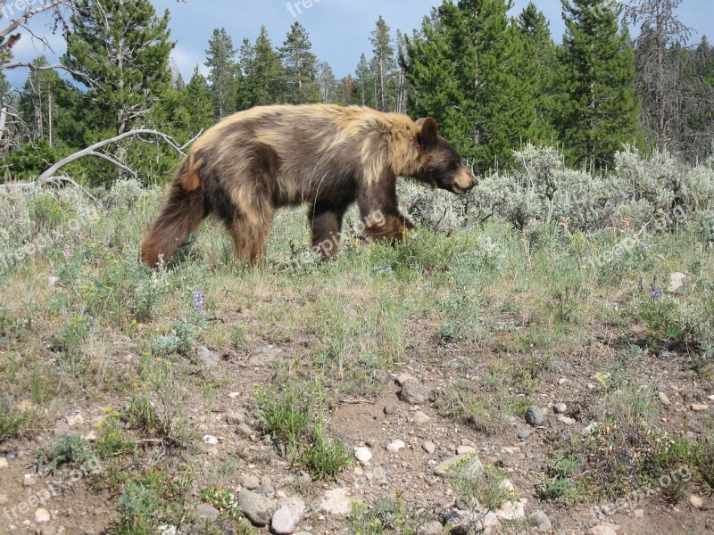 Yellowstone National Park Wyoming Usa