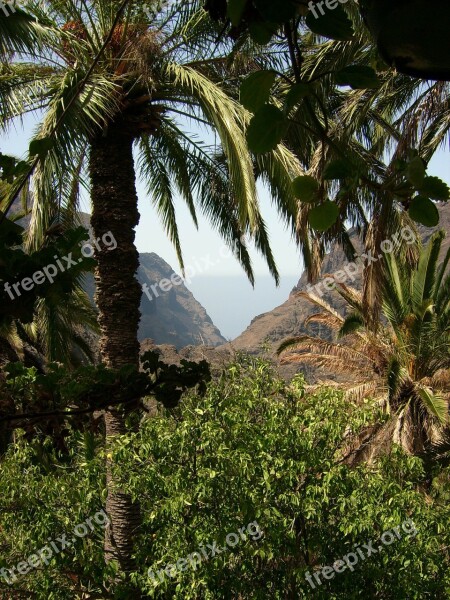 Tenerife Nature Canary Islands Free Photos