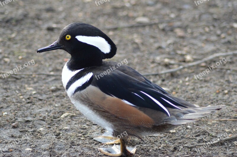 Duck Animal Wild Ducks Free Photos