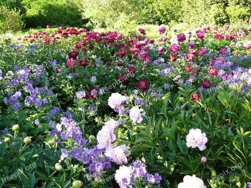 Flowers Field Of Flowers Peony Free Photos