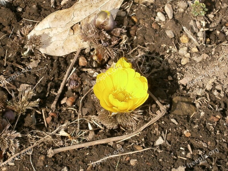 Amur Adonis Far East Amur Adonis Flowers Yellow Winter Flowers