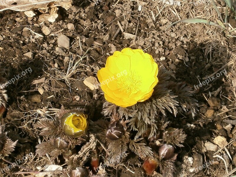 Amur Adonis Far East Amur Adonis Flowers Yellow Winter Flowers