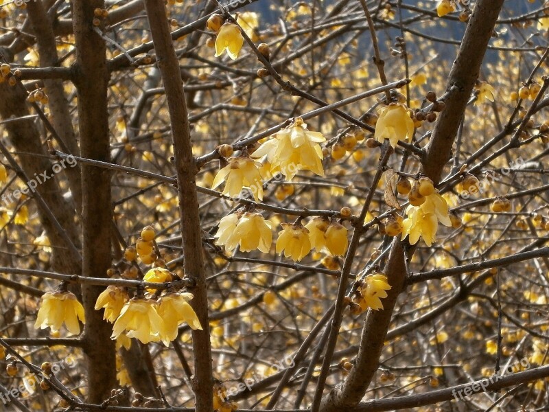 Plum Robin Flowers Wood Yellow