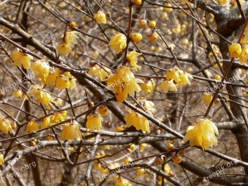 Plum Robin Flowers Wood Yellow