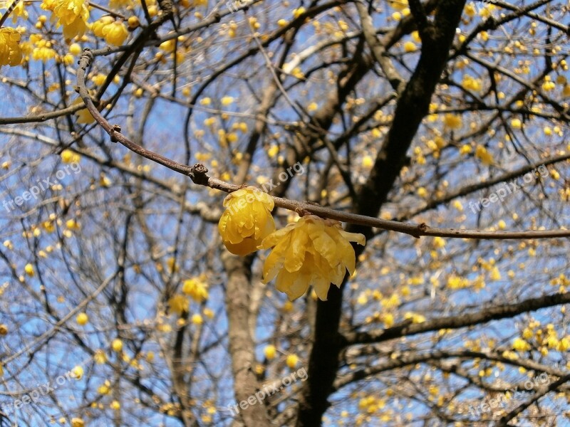 Plum Robin Flowers Wood Yellow