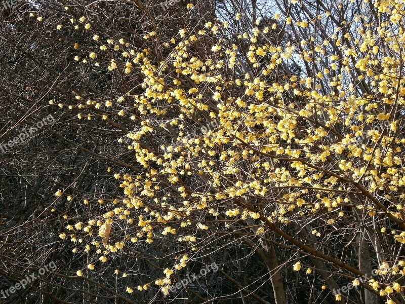 Plum Robin Flowers Wood Yellow