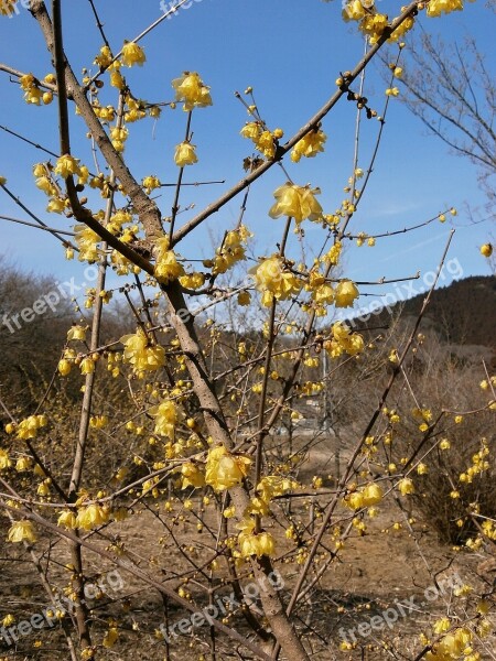 Plum Robin Flowers Wood Yellow