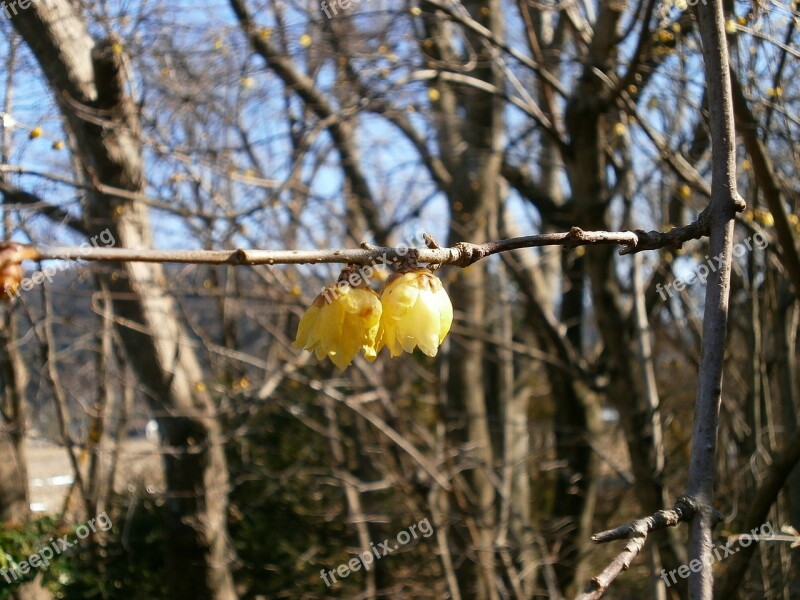 Plum Robin Flowers Wood Yellow