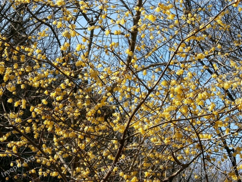 Plum Robin Flowers Wood Yellow