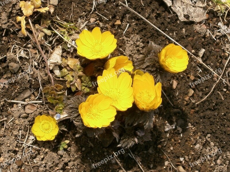 Amur Adonis Far East Amur Adonis Flowers Yellow Winter Flowers