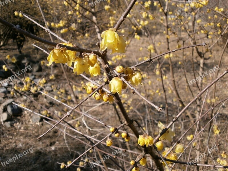 Plum Robin Flowers Wood Yellow