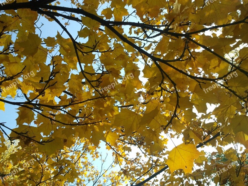 Leaves Maple Maple Leaves Autumn Tree