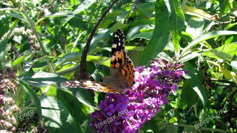 Vanessa Cardui Butterfly Lilac Purple Insect