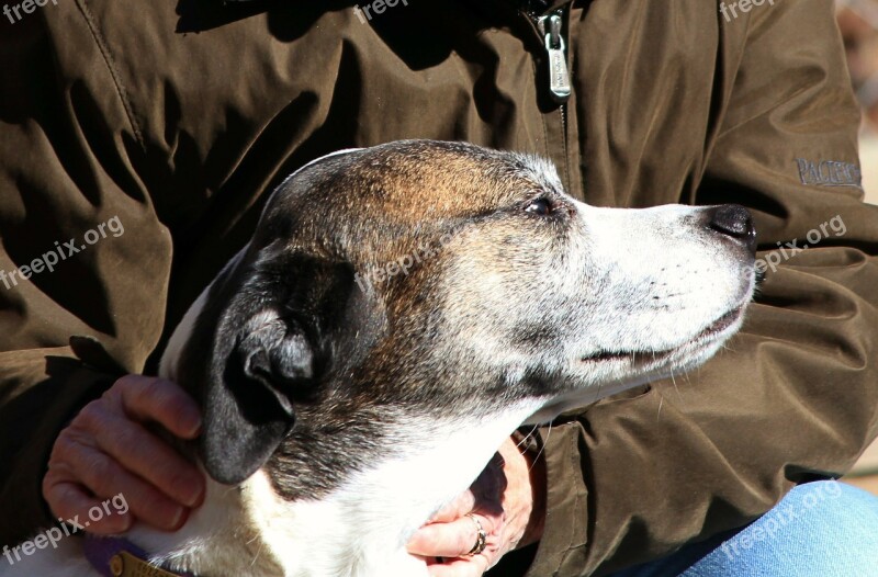 Dog Canine Profile Head Face