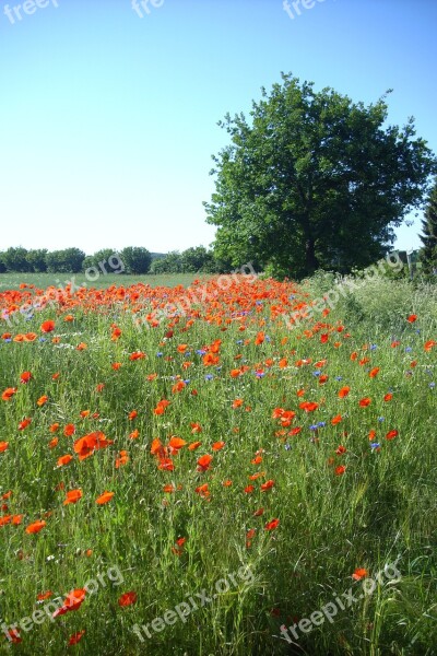 Field Of Rapeseeds Poppies Edge Of Field Summer Poppy