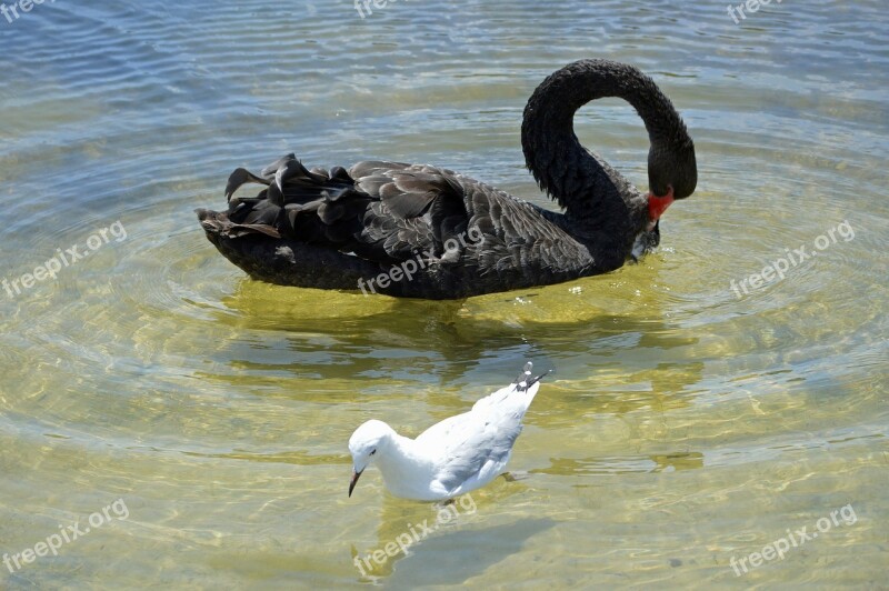 Swan Seagull Bird Birds Water