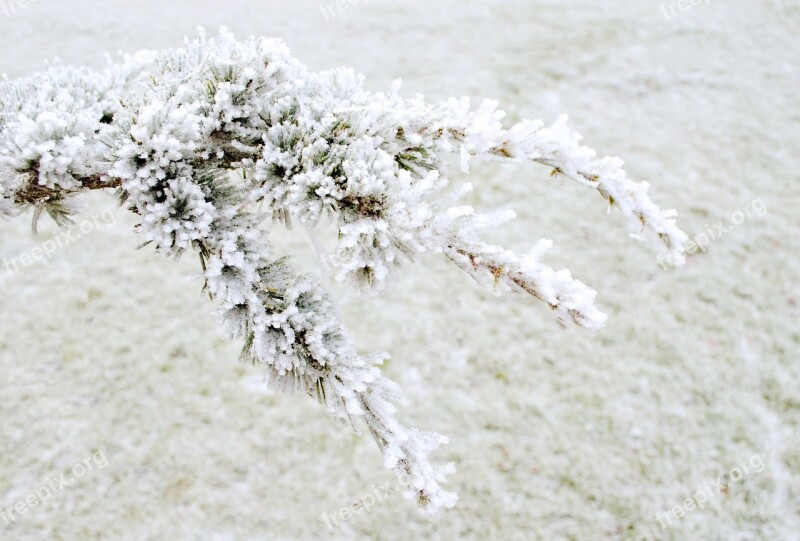 Winter Frost Snow Nature Macro