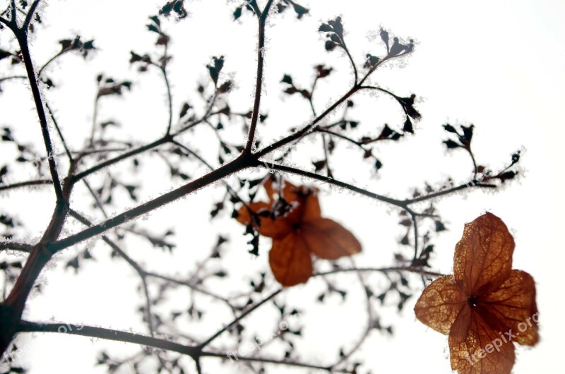 Winter Frost Snow Nature Macro