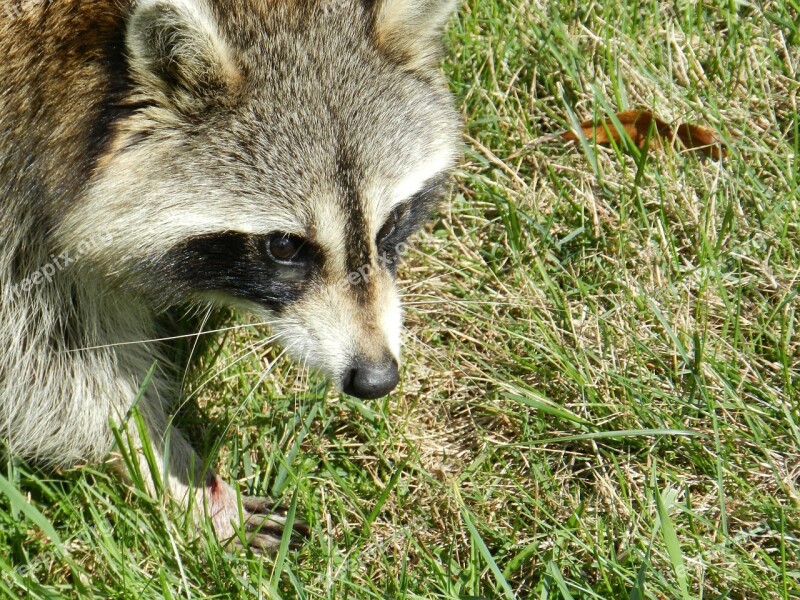 Raccoon Animal Mammal Procyon Lotor Face