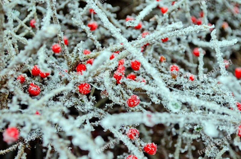 Red Berries Macro Winter Seasons