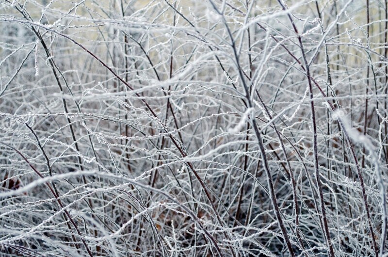 Frozen Tree Ice Nature Macro