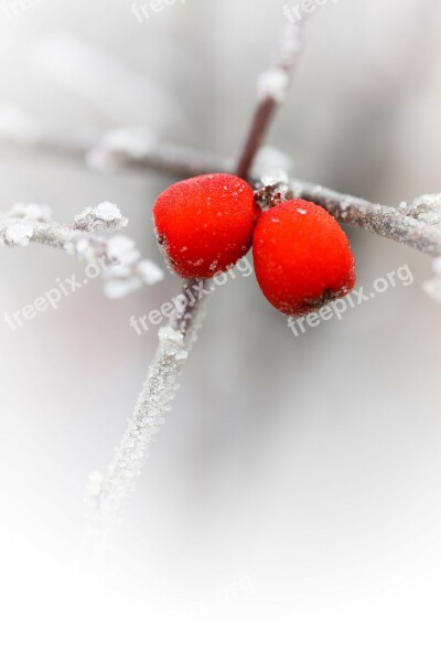 Red Berries Branch Cold Flora Freeze