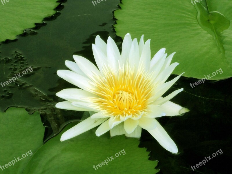 Water Lily Yellow Lily Water Pond Leaves