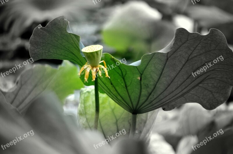 Lotus Flower Water Plant Stem