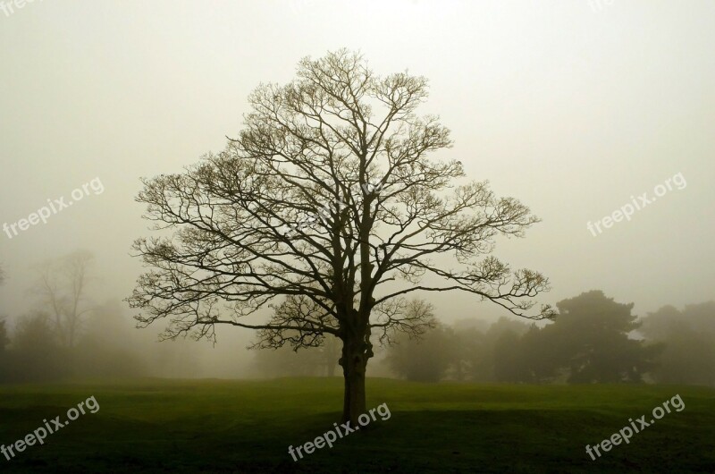 Fog Landscape Tree Trees Seasons