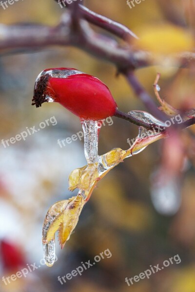 Wild Rose Branch Cold Crystal Freeze