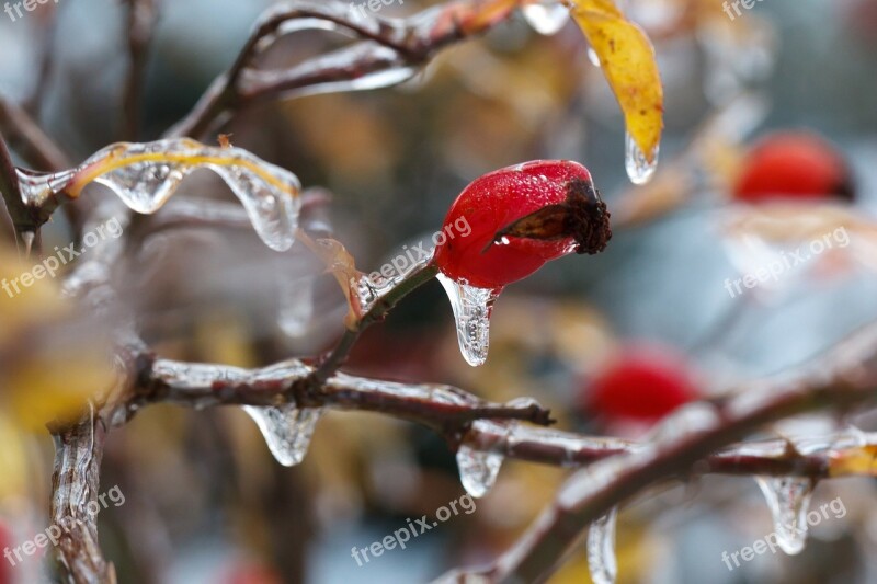 Wild Rose Branch Cold Crystal Freeze