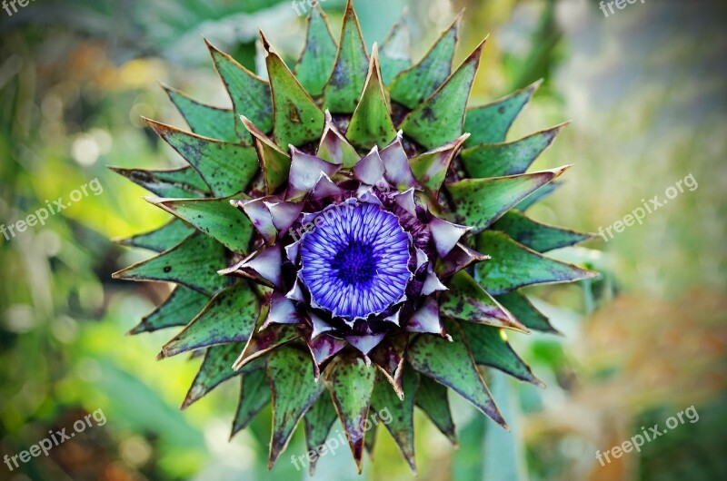 Thistle Symbol Scotland Flowering Adornment