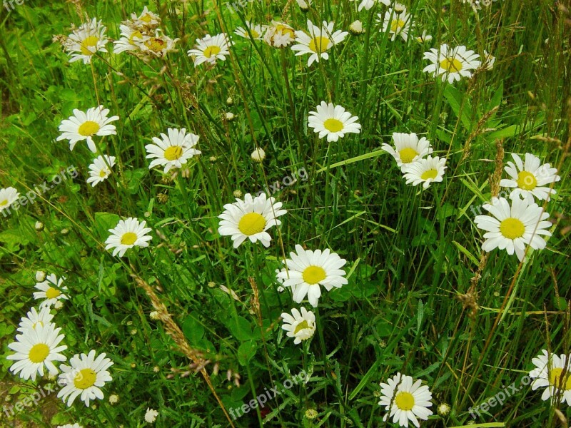 Daisy Field Green Summer Season