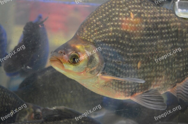 Fish Tilapia Cichlid Species Scales