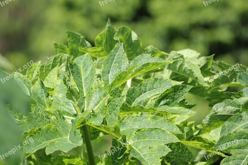 Green Leaves Background Background Leaf Leaves Stem