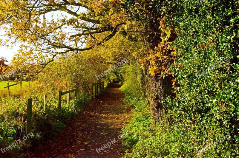 Autumn Season Leaves Color Background