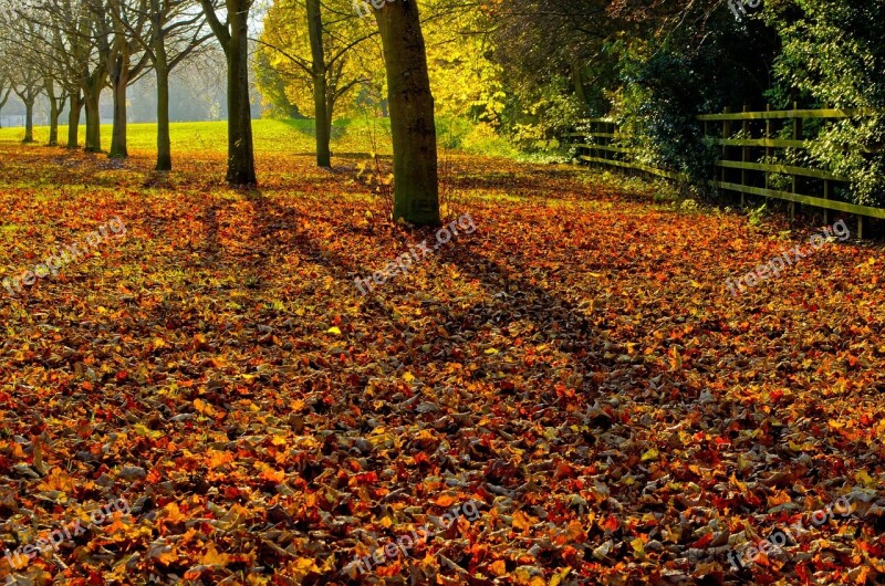 Autumn Season Leaves Color Background