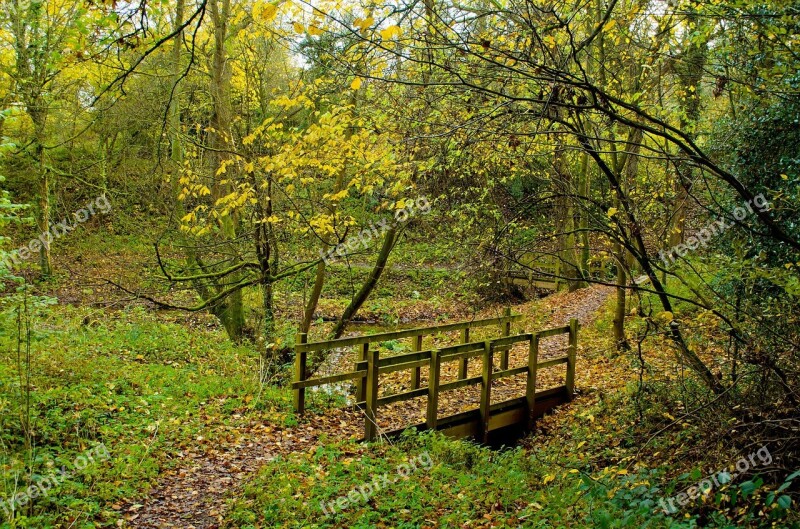 Autumn Season Leaves Color Background