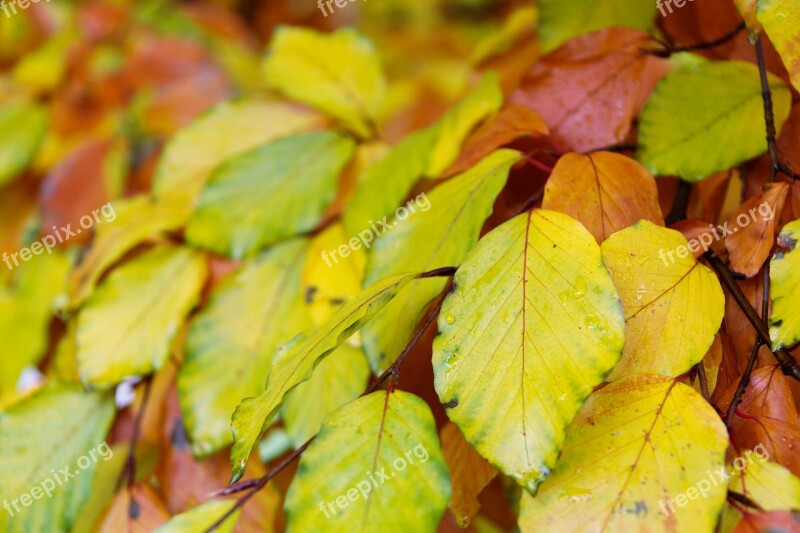 Autumn Beech Leaves Branch Brown