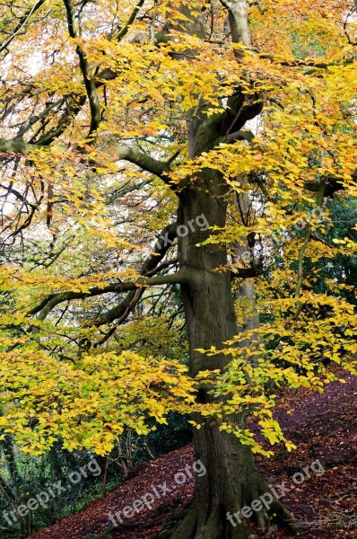 Autumn Season Leaves Tree Color