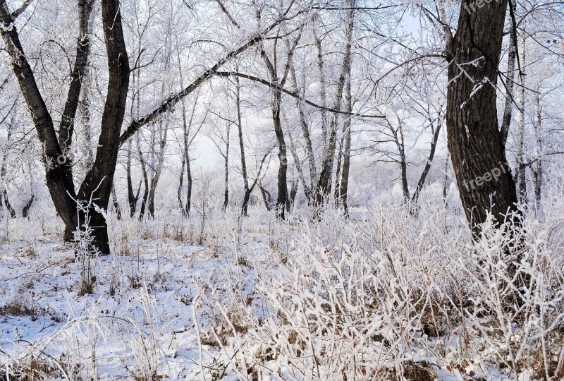 Snow Frost Landscape Nature Trees