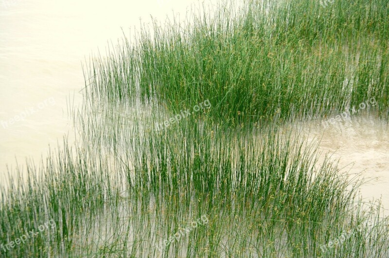 Wetlands Bank River Marsh Swamp