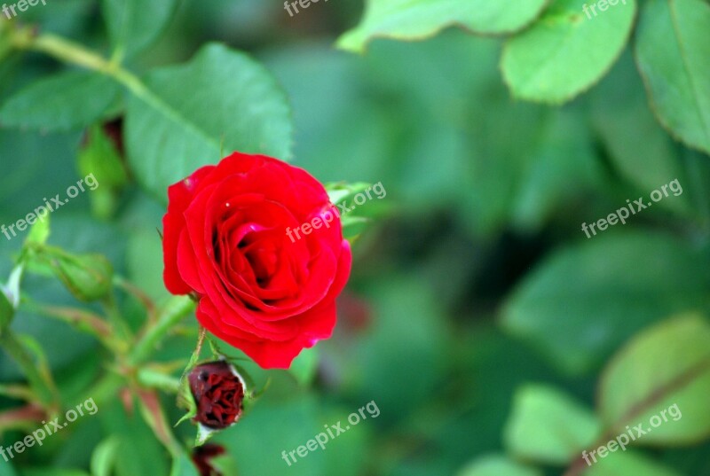 Rose Flower Sweetheart Variety Valentine