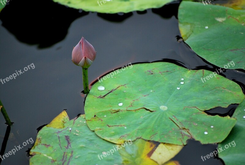 Lily Pad Bud Flower Aquatic