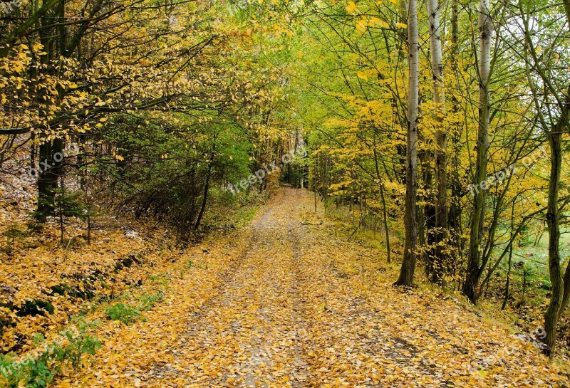 Autumn Road Forest Path Walking