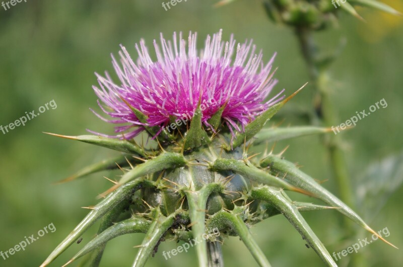 Purple Thistle Thorn Nature Hardships