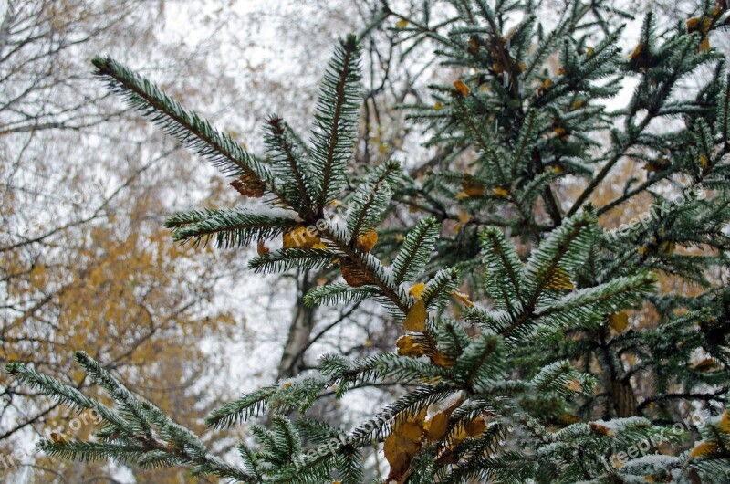 Winter Forest Seasons Wood Branch